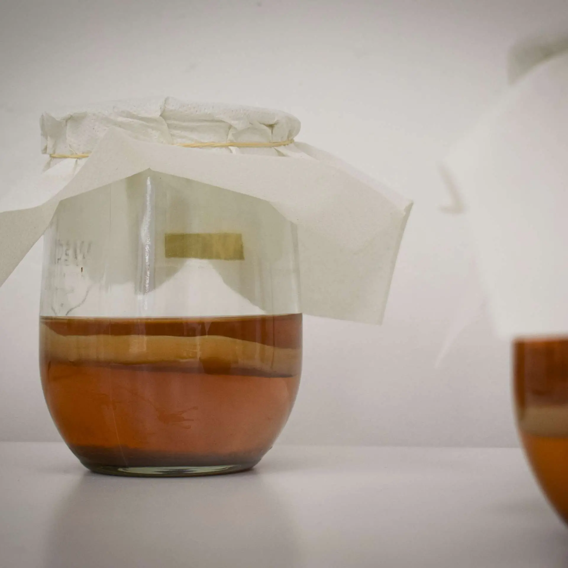 Kombucha scoby in the making at Biolab Campus KdG Hoboken